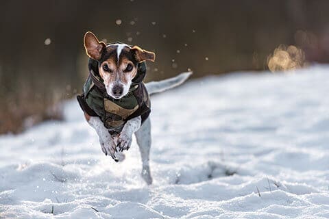 Как ухаживать за собакой зимой?